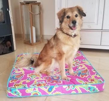 Hundekissen Pink gemustert Gr&ouml;&szlig;e S