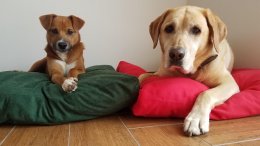 Hundekissen in rot uni