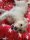 Kuschelfleece Decke rot mit Sternen