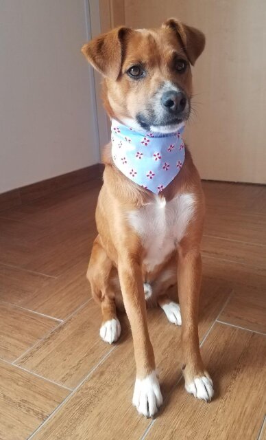 Hundehalstnuch Schwimmreifen Maritim M