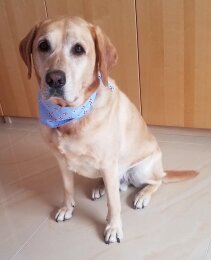 Hunde Halstuch hellblau Sommer Gr&ouml;&szlig;e L