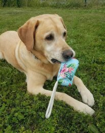 Futter Dummy Apportel t&uuml;rkis mit Blumen