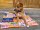 Hunde Decke mit US Motiv Retro orange
