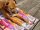 Hunde Decke mit US Motiv Retro orange