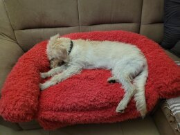 Sofa Hundebett rot Gr&ouml;&szlig;e L